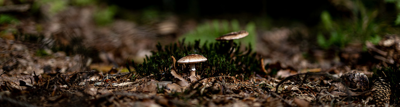 Small mushroom and autumn leaf