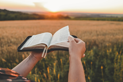 Open bible in hands, sunset in the wheat field, christian concept.
