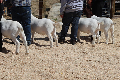 Judging goats at the county fair