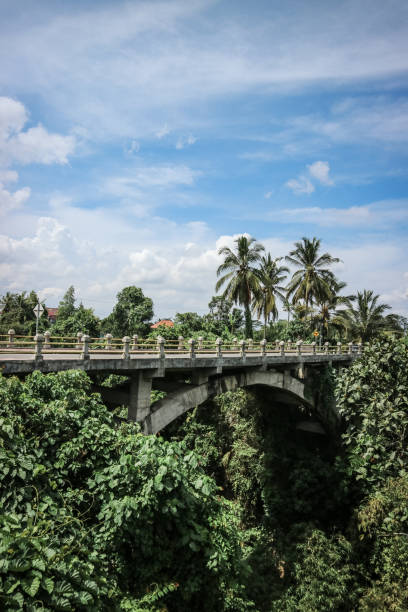 Coconut palms growing along the road. Tropical mood. Destination holidays. Bali, Indonesia