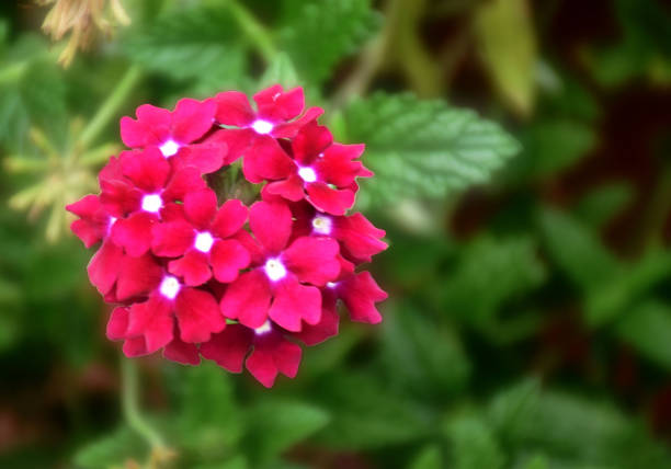 This beautiful cluster of blooms grows wild in an uncultivated public park in North Central New Jersey.