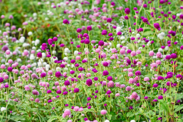 Flowers in the flowerbed. Gomphrena globosa, Globe amaranth.