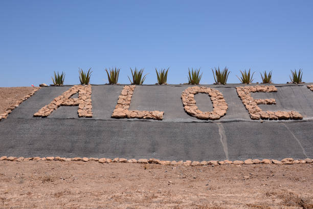 istock Aloe Vera Plant 1634555783