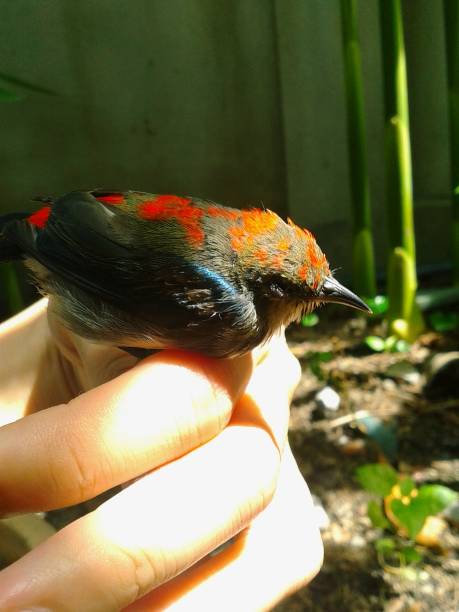 istock Baby bird sitting on a human hand 1634568564