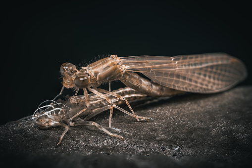 In this macro photograph, a dragonfly has just molted, leaving behind its old exoskeleton, and now stands on a surface resembling textured rock. Behind it, a black background isolates the subject.\n\nThe entire body of the animal is visible and it is looking straight to the camera.