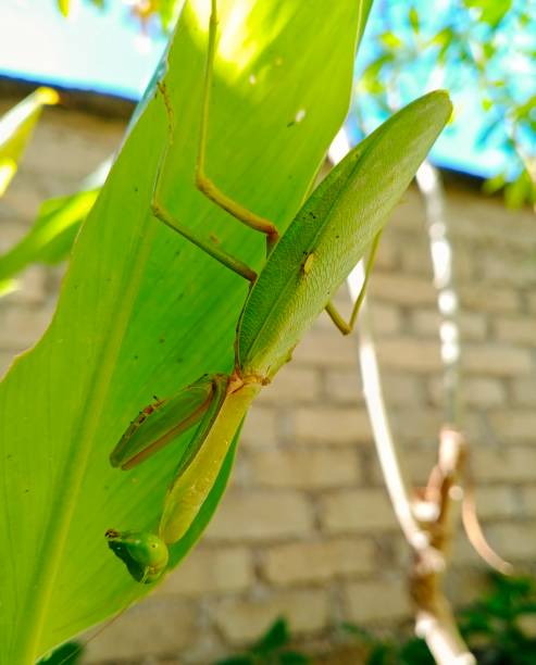 istock Praying mantis sitting on a green leaf 1634594339