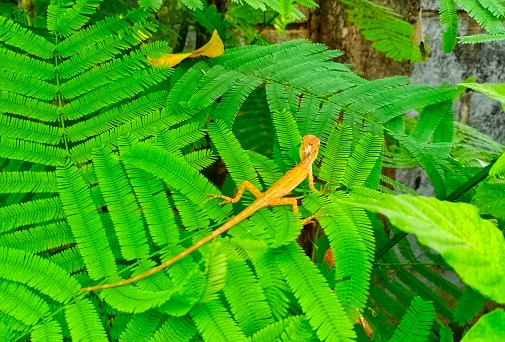 Oriented garden lizard sitting on a tree