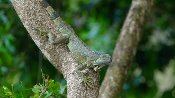 istock close up of a black spiny-tailed iguana on a tree trunk 1634615576