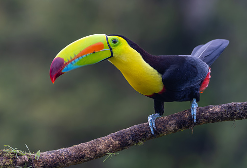 close shot of a keel-billed toucan facing the camera and perched on a branch at boca tapada in costa rica