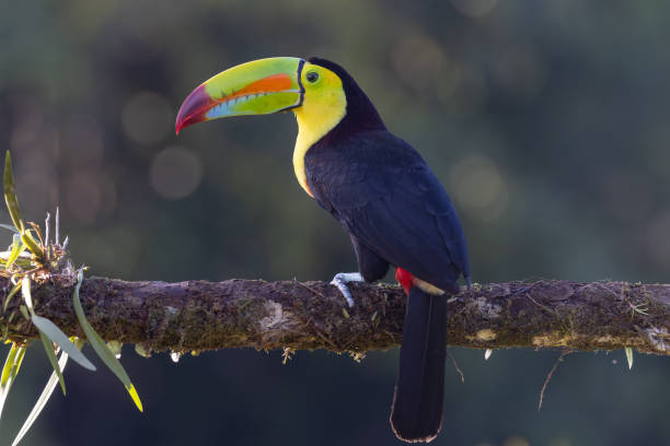 istock a rear view of a keel-billed toucan perched on a tree branch 1634615921