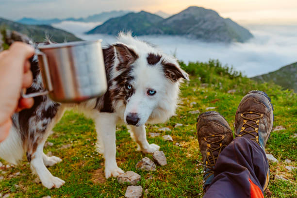 istock hiking and travel with pet 1634627420