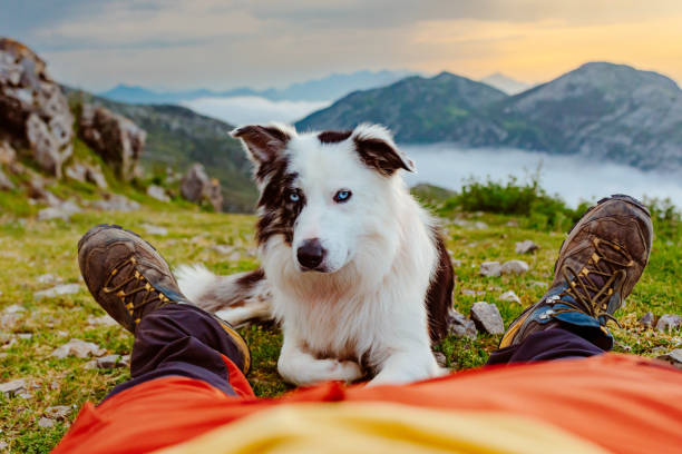 istock hiking and travel with pet 1634627428