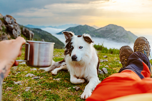 first-person view of a mountaineer holding a metal cup with coffee while watching the sunset on the mountain with his border collie dog. sport and travel with pet.