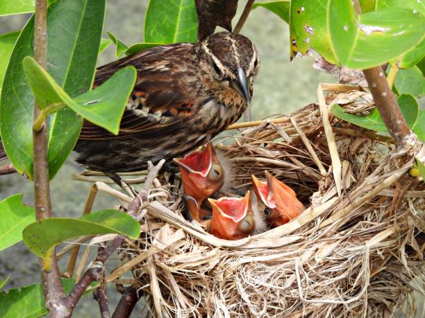 istock Red-winged Blackbird (Agelaius phoeniceus) - Mom with chicks in the nest 1634632614
