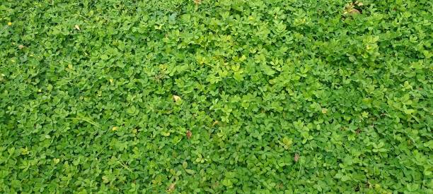 istock Close-up photo of grass 1634643066