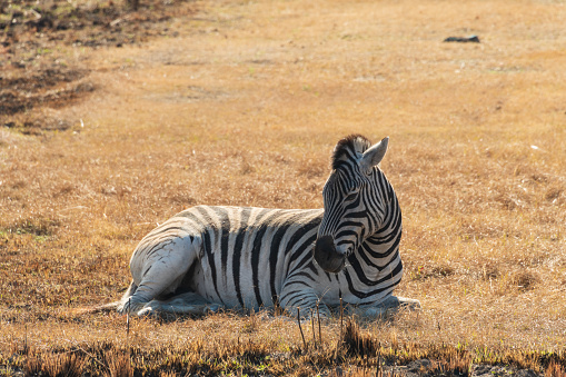 A cute Burchell's zebra (Equus quagga burchellii) relaxing during the late afternoon on a cold winter's day at Mt Currie Nature Reserve, South Africa