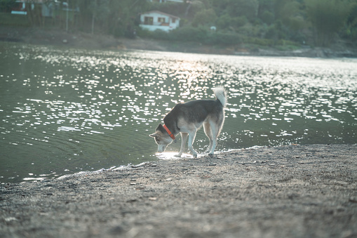 Husky dog playing next to the lake in Peñol, Colombia