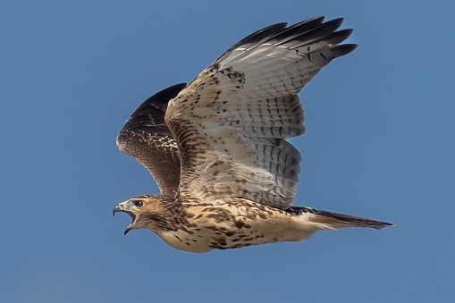 This red-tailed hawk, a moderately large raptor, gives a piercing call to it’s young as it returns to the nest along the coast in northern New England