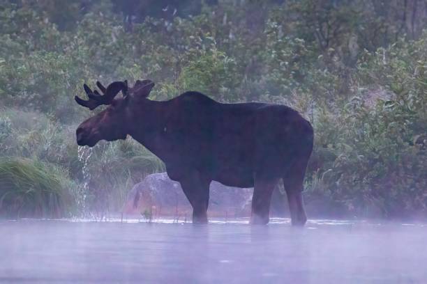 istock Close up bull moose feeding in the fog 1634658978