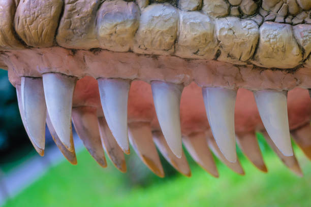 istock Carnivorous dinosaur teeth close up. Opened mouth. 1634675077