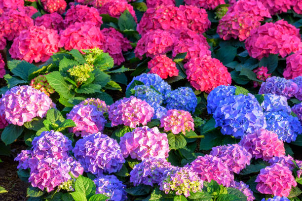 istock Blooming Hydrangeas flowers in the garden 1634707948