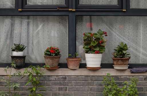 Potted plants on window. Beijing, China