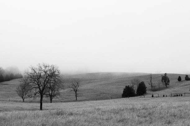 istock Landscape of trees and fog 1634741796