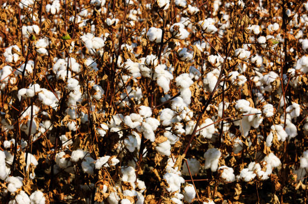 istock Close-up of Cotton Bolls Ready for Harvest 1634745557