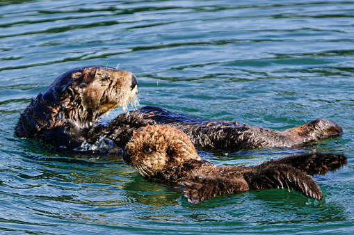 Close-up wild sea otter pup and it's mother (Enhydra lutris) resting, while floating in calm waters.\n\nTaken in Moss Landing, California. USA