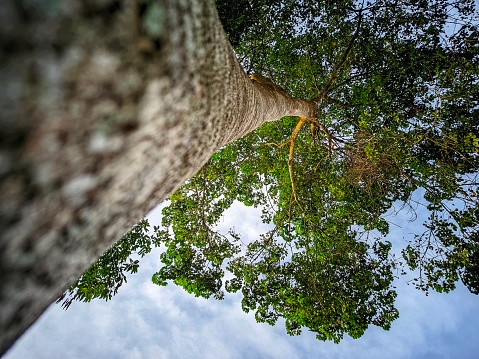 photo of rubber tree trunk taken from below