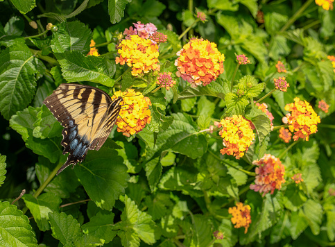 Butterfly spreading wings and drinking juice from flower.