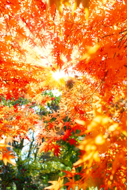 紅葉の背景 - nature environmental conservation red japanese maple ストックフォトと画像