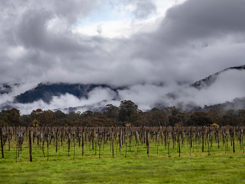 Bare grape vines in the Buckland Valley with mountains and moody clouds in the background