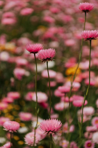 istock Bright pink flowers in bloom 1634808111