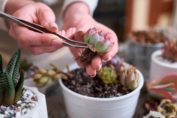 Woman holding Echeveria Succulent rooted cutting Plant with roots ready for planting Woman holding Echeveria Succulent rooted cutting Plant with roots ready for planting. rooted cutting stock pictures, royalty-free photos & images