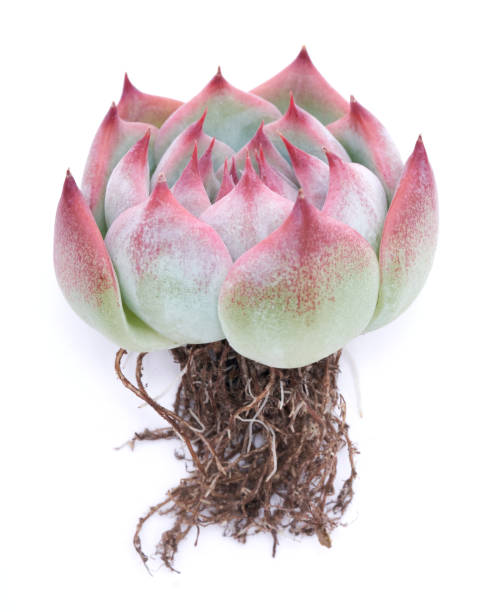 Echeveria Succulent rooted cutting Plant with roots Isolated on White Background Echeveria Succulent rooted cutting Plant with roots Isolated on White Background. rooted cutting stock pictures, royalty-free photos & images