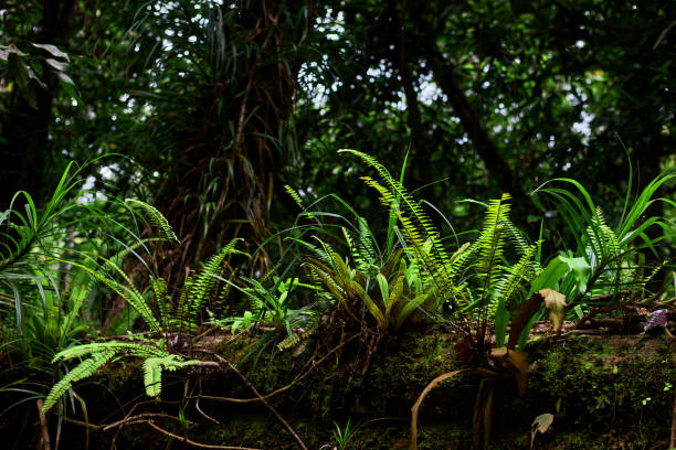 istock Fern leaves with moss grow up in forest 1634831160