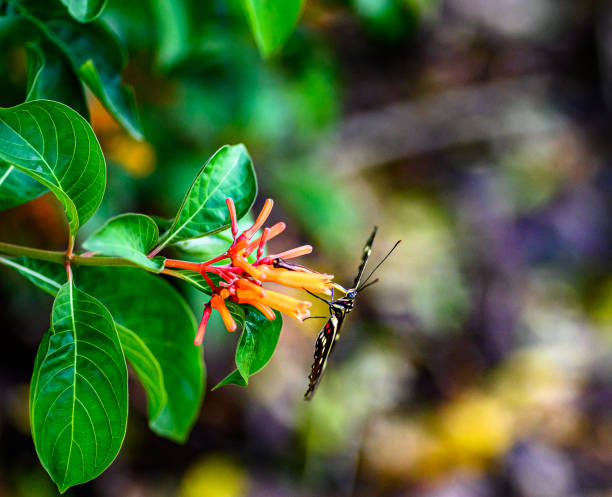 istock Butterfly alights on a flower in nature 1634832202