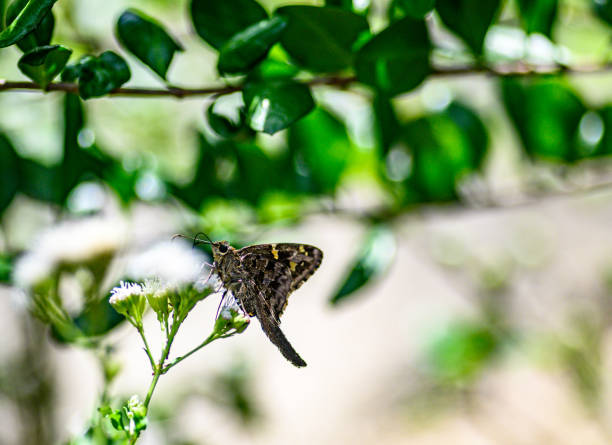 istock Butterfly alights on a flower in nature 1634845077