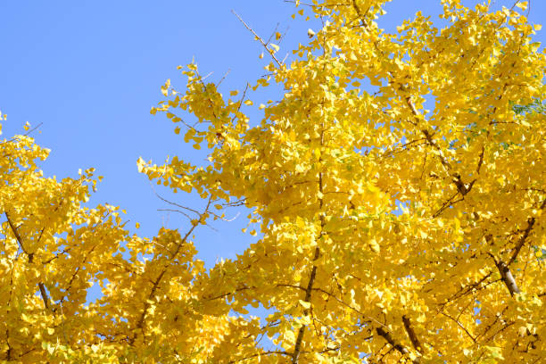 yellow ginkgo leaves and blue sky. - golden algae imagens e fotografias de stock