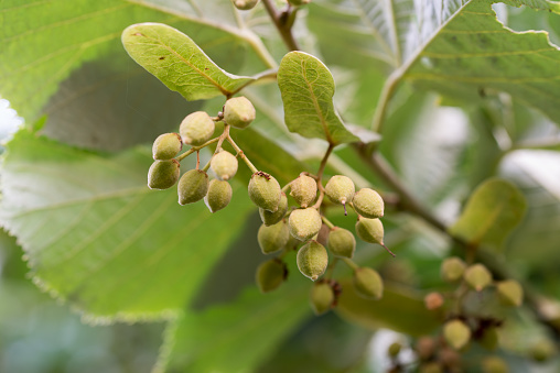 Tilia platyphyllos, large-leaved lime nuts on branch closeup selective focus