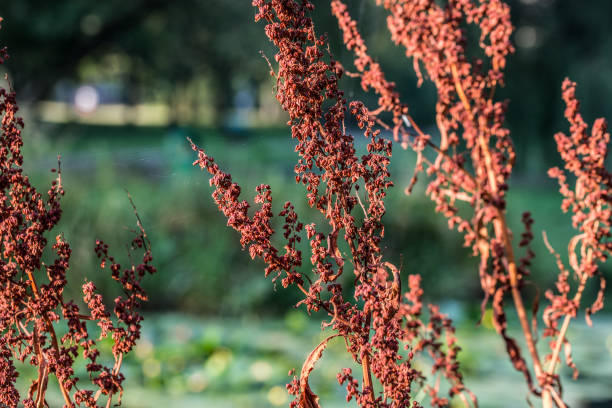 Rumex crispus, curly dock flowers closeup selective focus