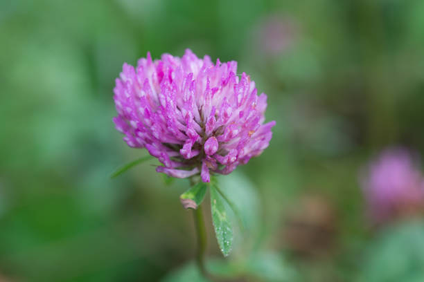 istock Trifolium pratense, red clover flower closeup selective focus 1634875883