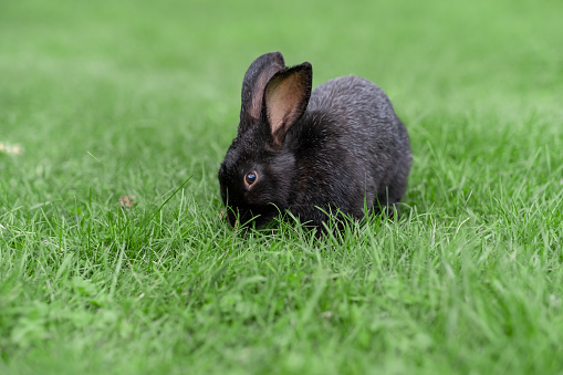 Black rabbit on green grass eat grass. Rabbit with big ears walking in the garden on the lawn. There is a free space for texter in the photo.