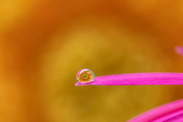 An abstract overhead view of a Hibiscus flower just as it is about to bloom.