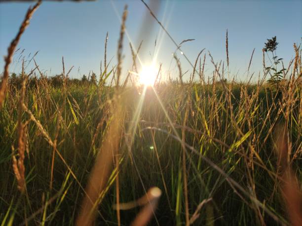 Free Stock Photo of The Sun Shines Brightly in a Field of Tall Grass ...