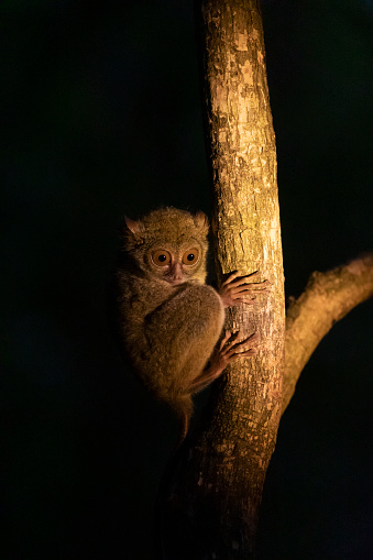 Un mono tarsero aferrado a la rama de un árbol por la noche en el parque natural de Tangkoko en la isla de Sulawesi, Indonesia photo