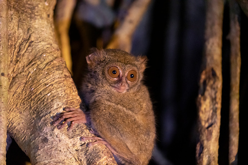 A tarsier monkey clinging to a tree branch at night in the Tangkoko nature park on the island of Sulawesi, Indonesia
