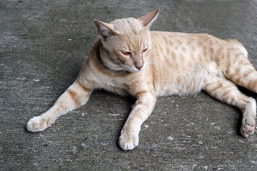 Thai cat sitting on the concrete floor in the car park.