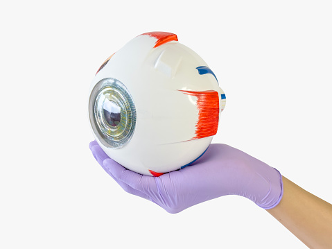 Ophthalmologist holding and showing an eyeball model